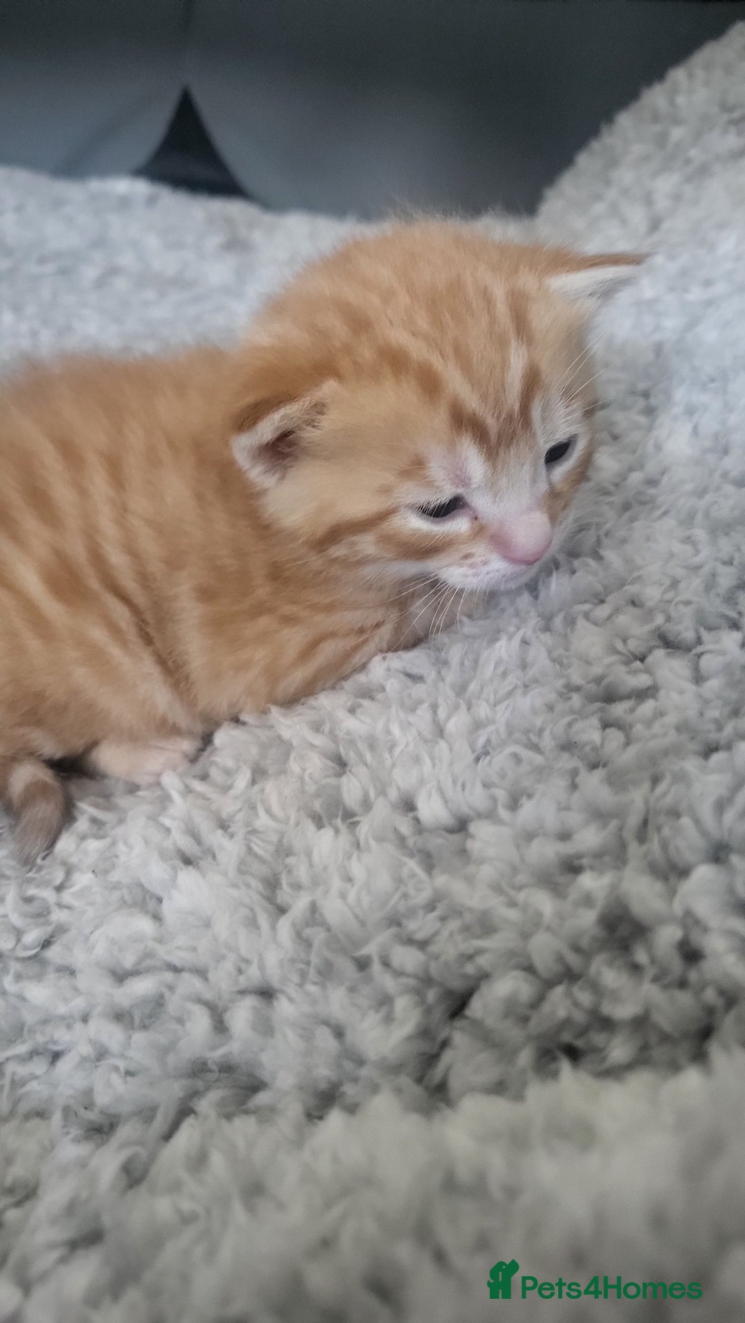 Mixed Breed cats for sale: Beautiful kittens for sale - Image 11