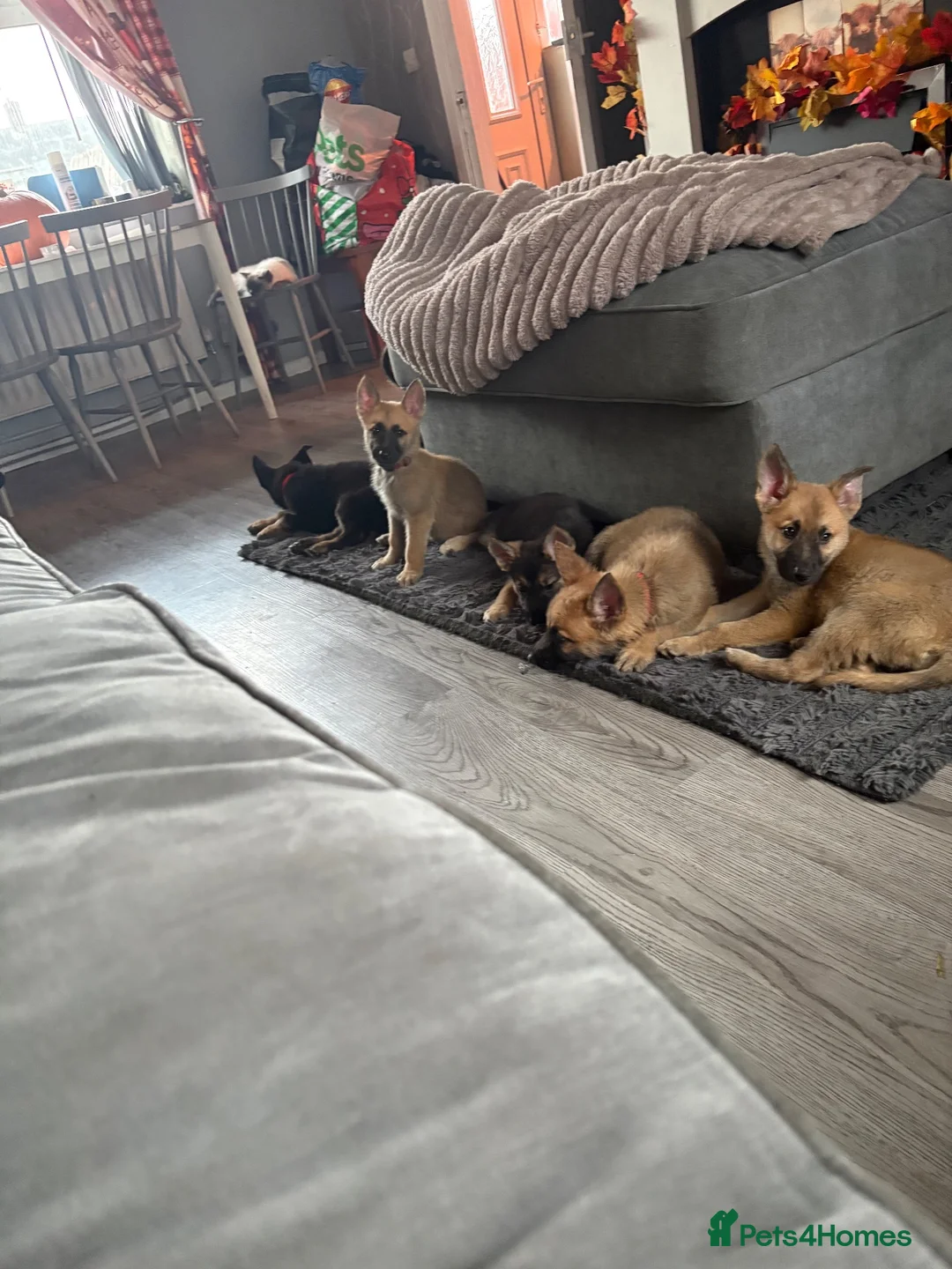German Shepherd dogs for sale: German shepard - Advert 10