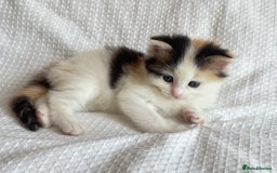 Ragdoll cats for sale: Ragdoll Mix Long-Haired Fluffy Kittens! - Image 1