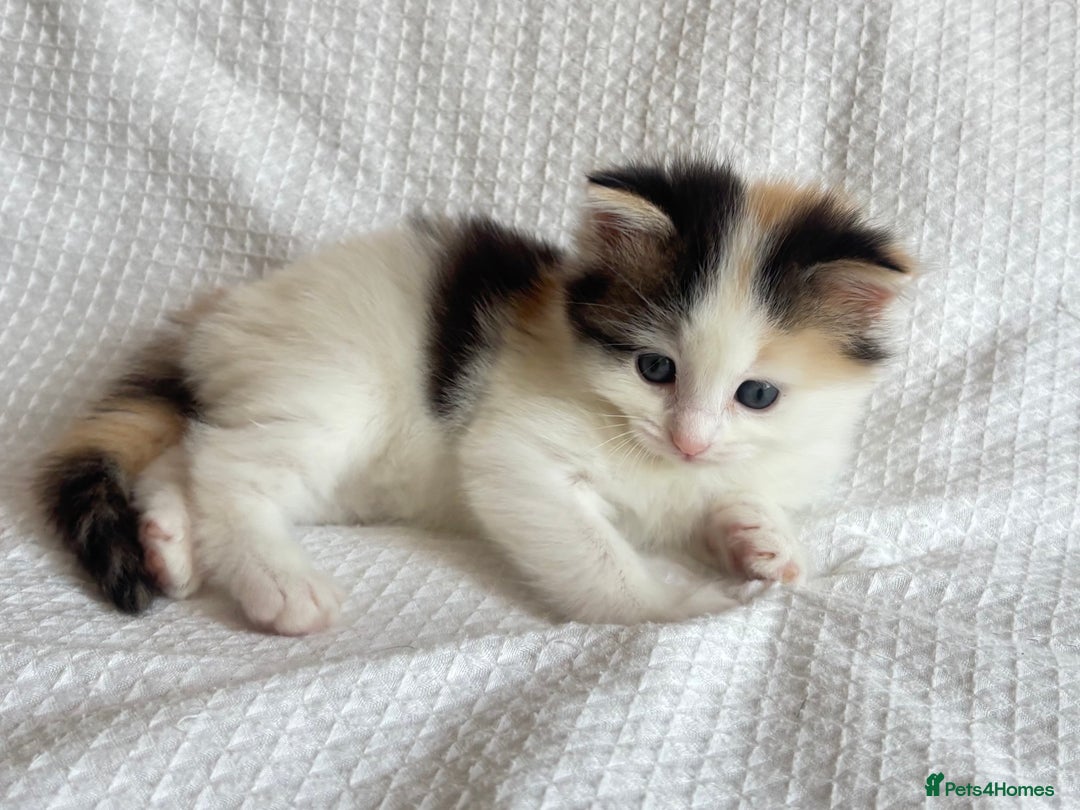 Ragdoll cats for sale: Ragdoll Mix Long-Haired Fluffy Kittens! - Image 1