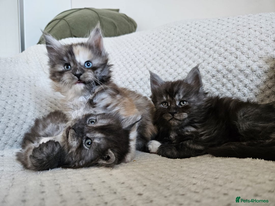 Maine Coon cats for sale: Maine coon kittens  - Advert 7