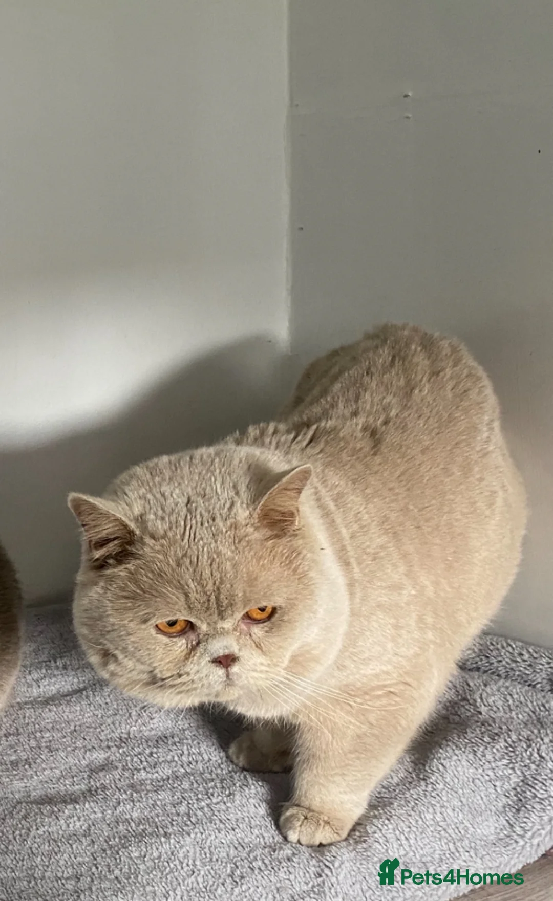 British Shorthair cats for stud: 🔥 RARE FAWN CINNAMON BLUE STUD BOYS GCCF TICA  - Advert 2