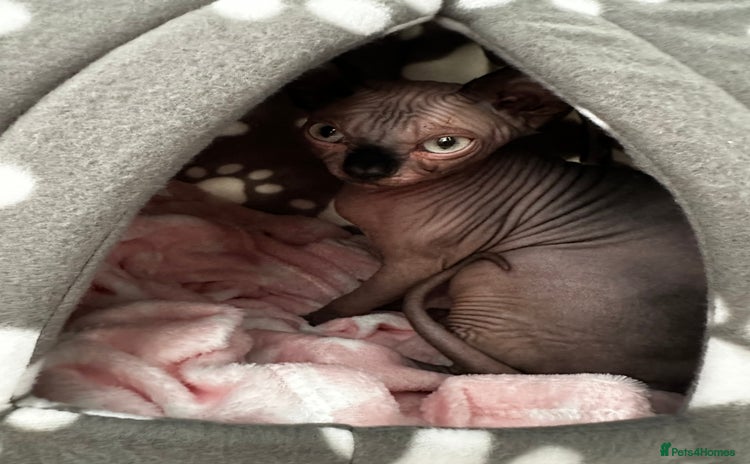 Sphynx cats - Advert 9