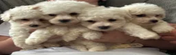 Bichon Frise dogs for sale: Pure Bichon Frise Puppies - Advert 12