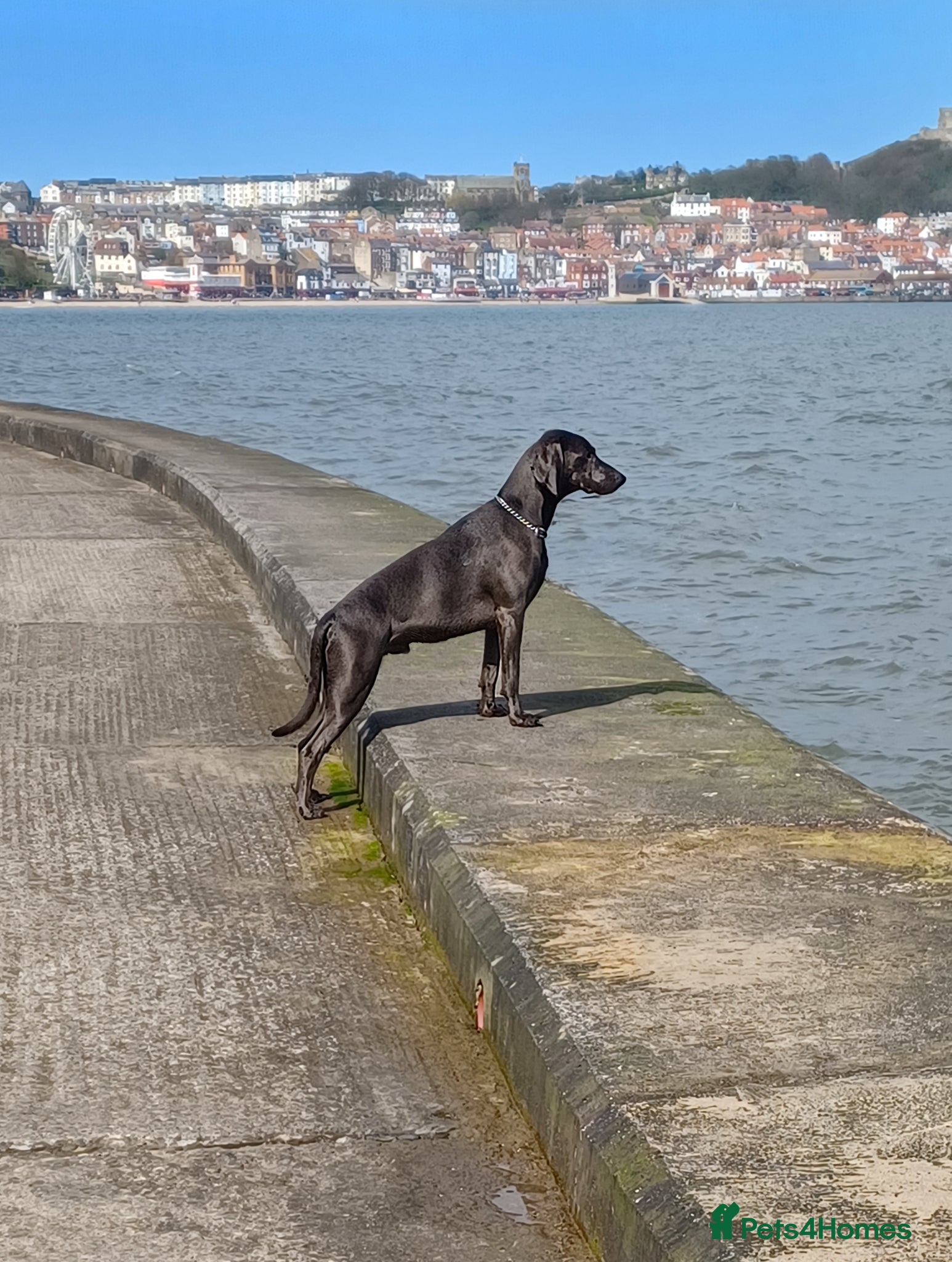 Weimaraner dogs No Cost 1 Year Old Blue Weimaraner For Stud - Advert 6