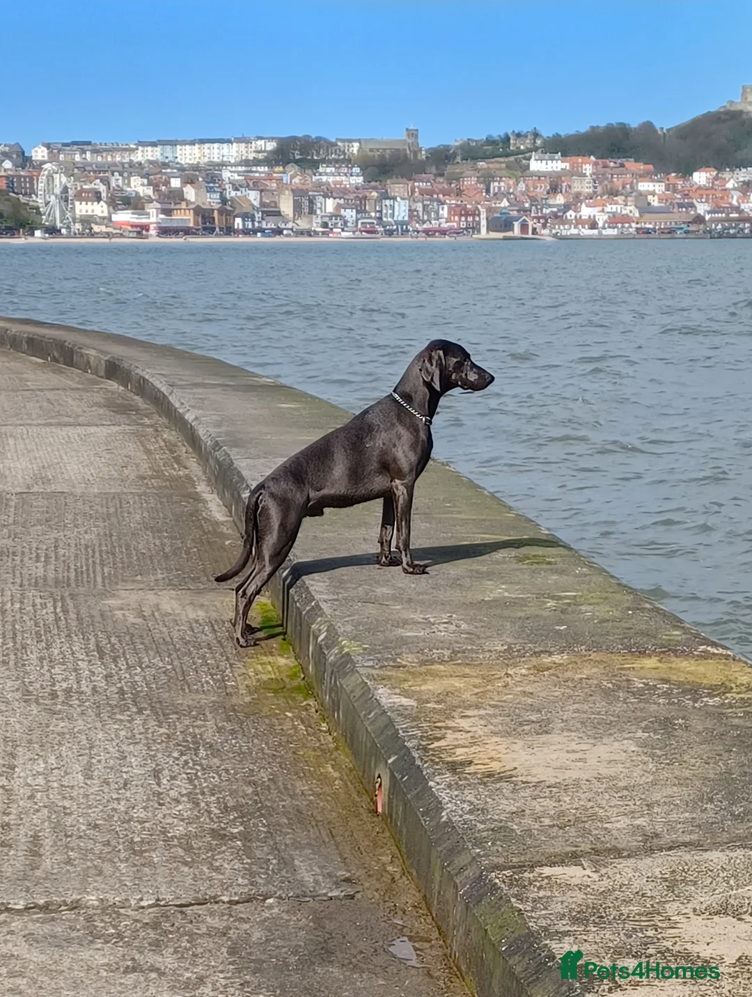 Weimaraner dogs for stud: 18 Month Old Blue Weimaraner For Stud - Advert 2