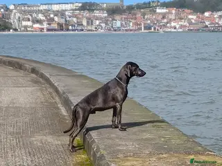 Weimaraner dogs No Cost 1 Year Old Blue Weimaraner For Stud - Advert 6