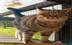 Persian cats for sale: Beautiful mum and daughter  - Image 7