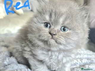 British Longhair cats - Advert 10