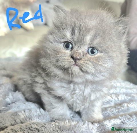 British Longhair cats - Advert 2