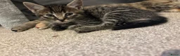 Mixed Breed cats for sale: Mixed breed black stripped female kitten - Advert 2