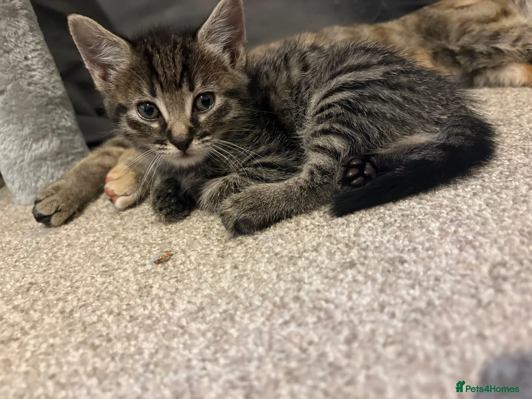 Mixed Breed cats for sale: Mixed breed black stripped female kitten - Advert 2