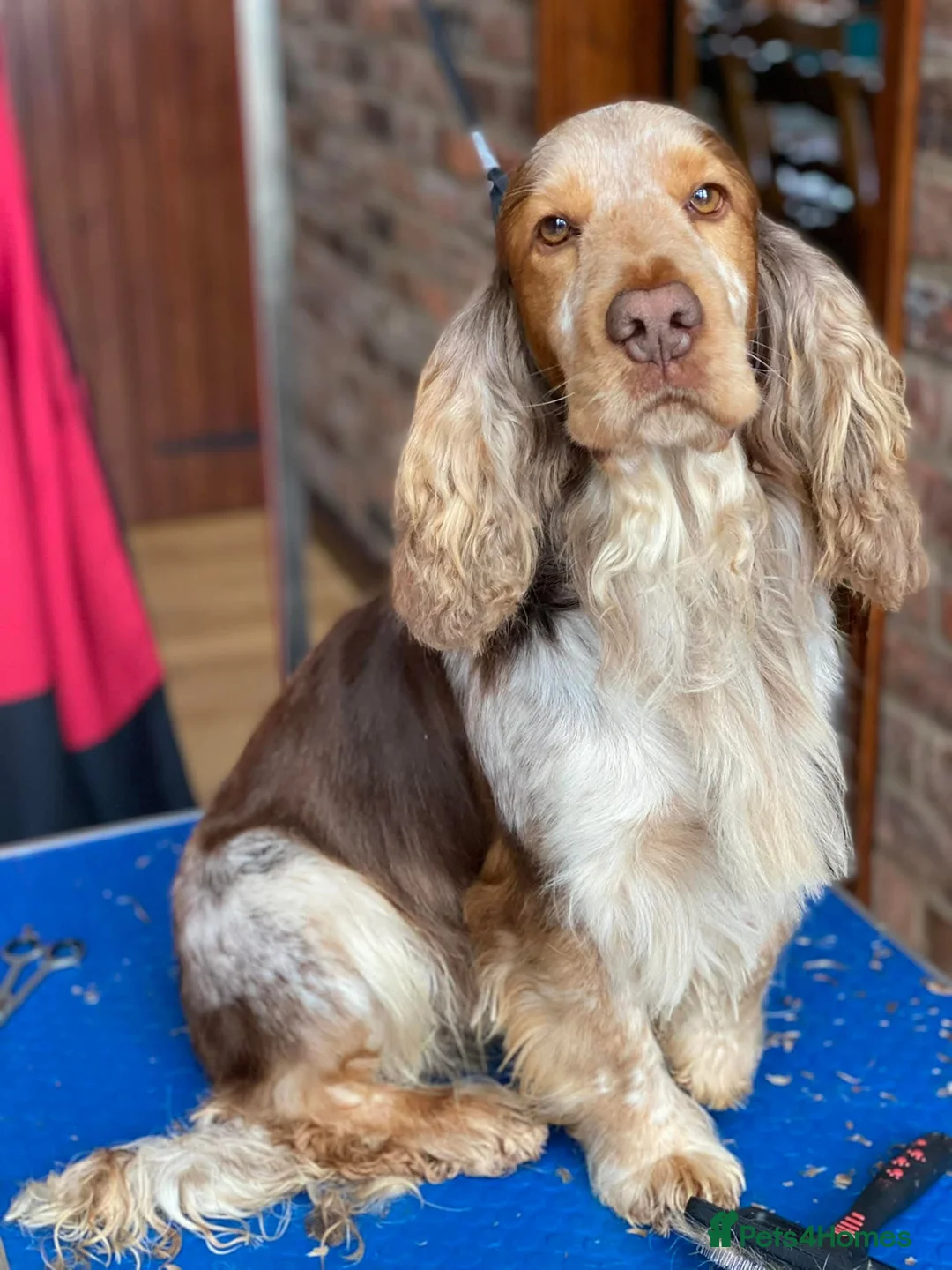 Cocker Spaniel dogs for sale: Show Type Cocker Spaniels Ready to leave now - Advert 5