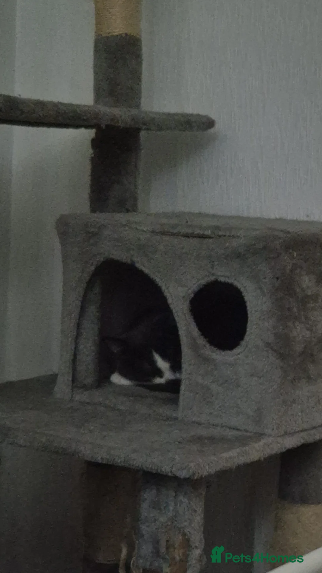 Domestic Shorthair cats for sale: 1 year old female grey and white - Advert 7