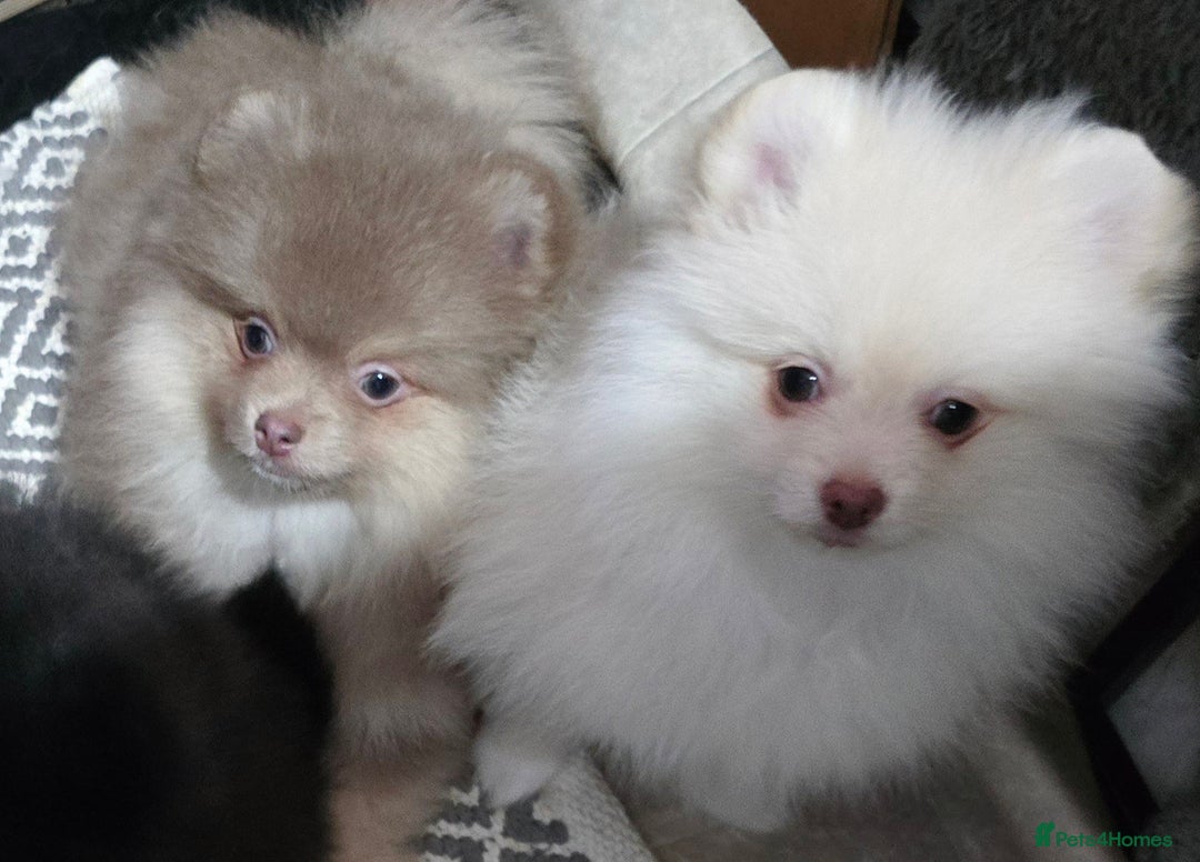 Pomeranian dogs for sale: Last boy left teddy bear face  - Advert 8