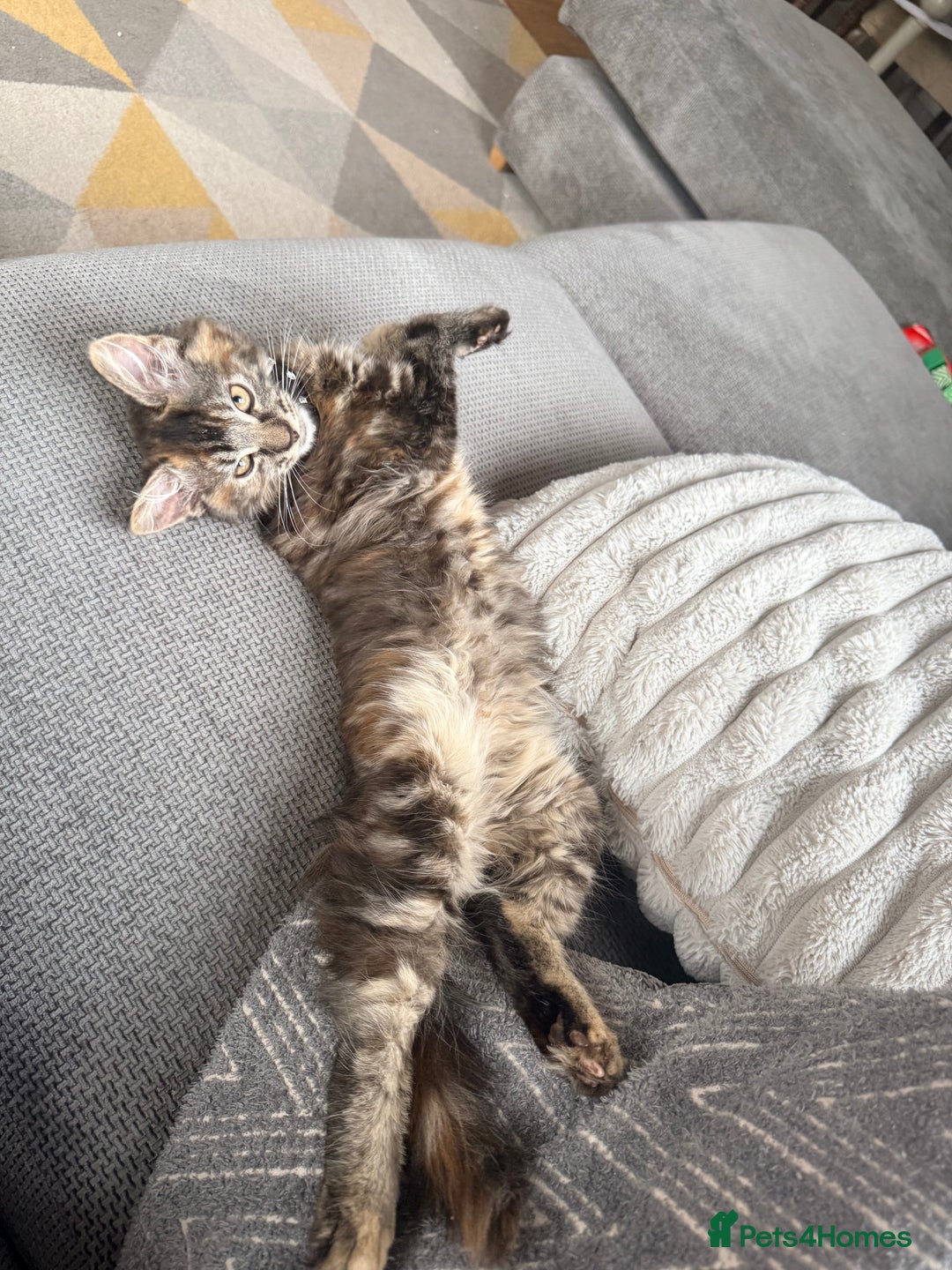 Mixed Breed cats for sale: 🐾 Beautiful 3-Month-Old Female Kitten – Luna 🐾 - Advert 12