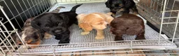 Mixed Breed dogs for sale: American Cocker Spaniel puppies in Brierley Hill - Advert 6