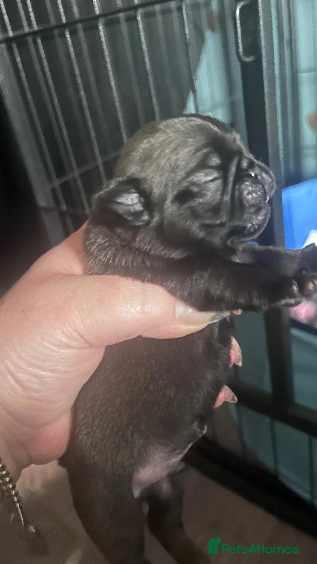 Pug dogs for sale: Stunning KC registered pug puppies  - Advert 6