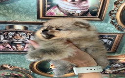 Pomeranian dogs for sale: Amazing Pom puppies from Five Star breeder  - Image 9