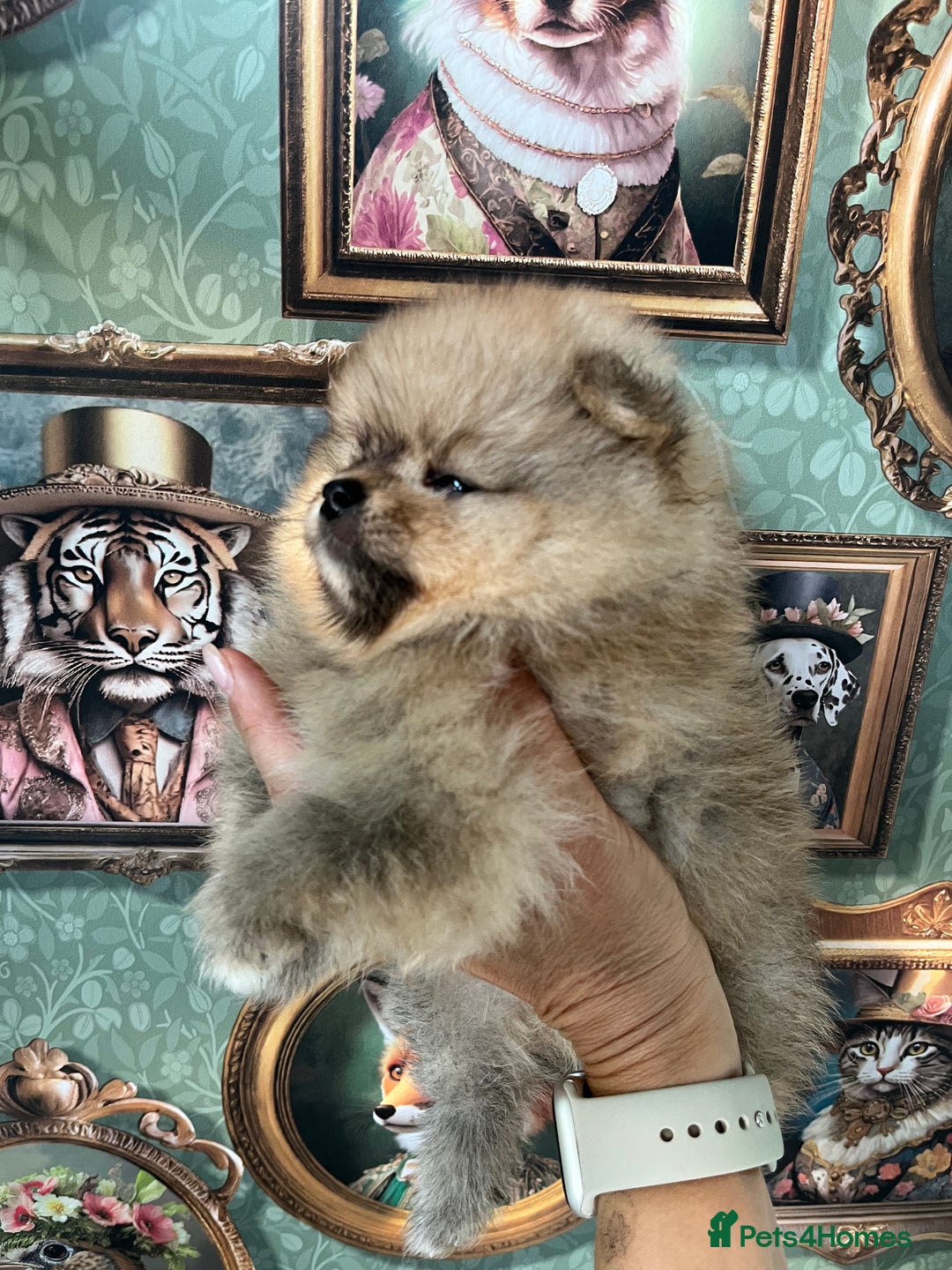 Pomeranian dogs for sale: Amazing Pom puppies from Five Star breeder  - Image 9