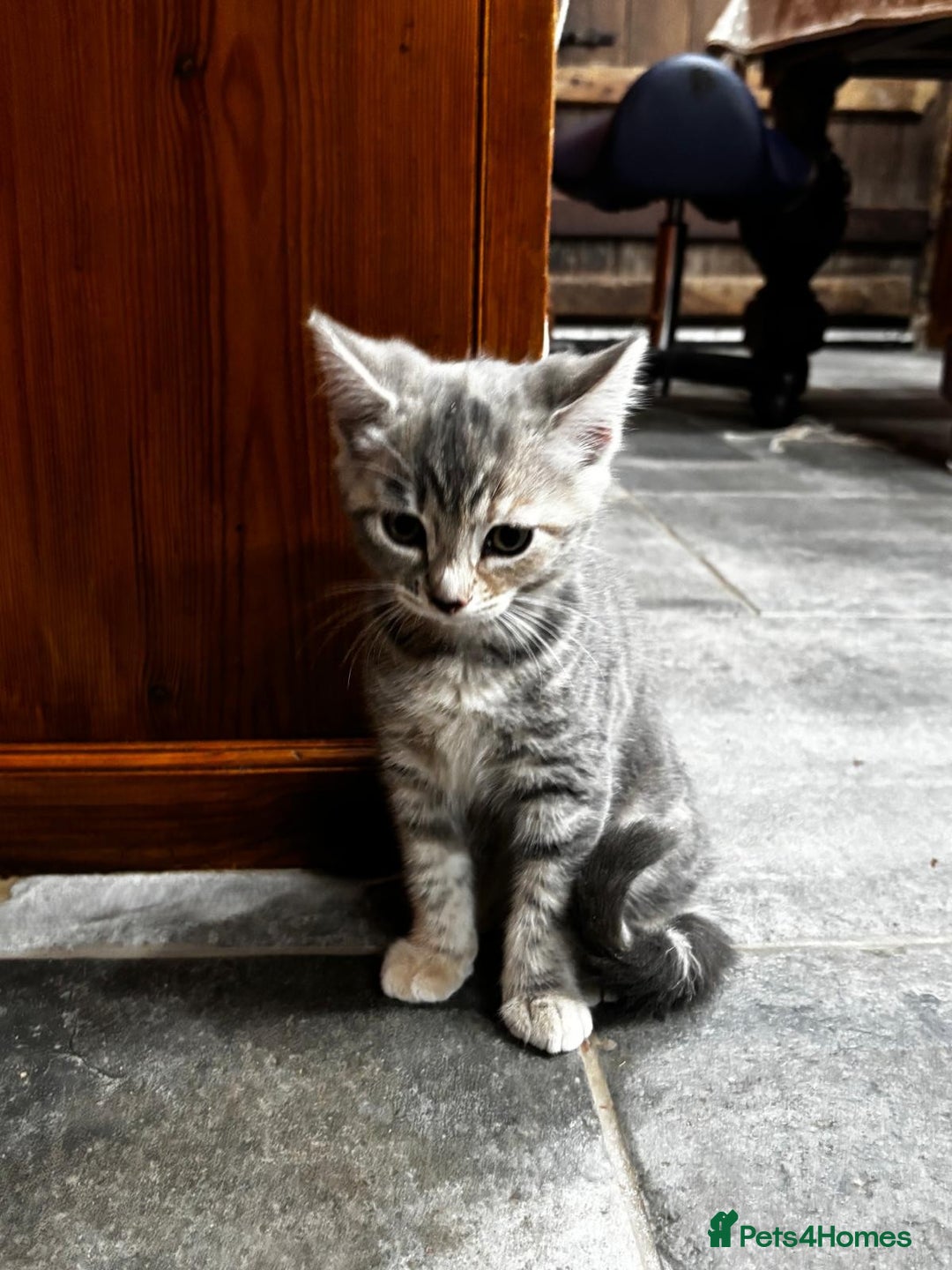 Mixed Breed cats for sale: Affectionate Farm Reared Kittens - Advert 2