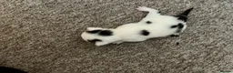Mixed Breed cats for sale: Cute kittens - Advert 3