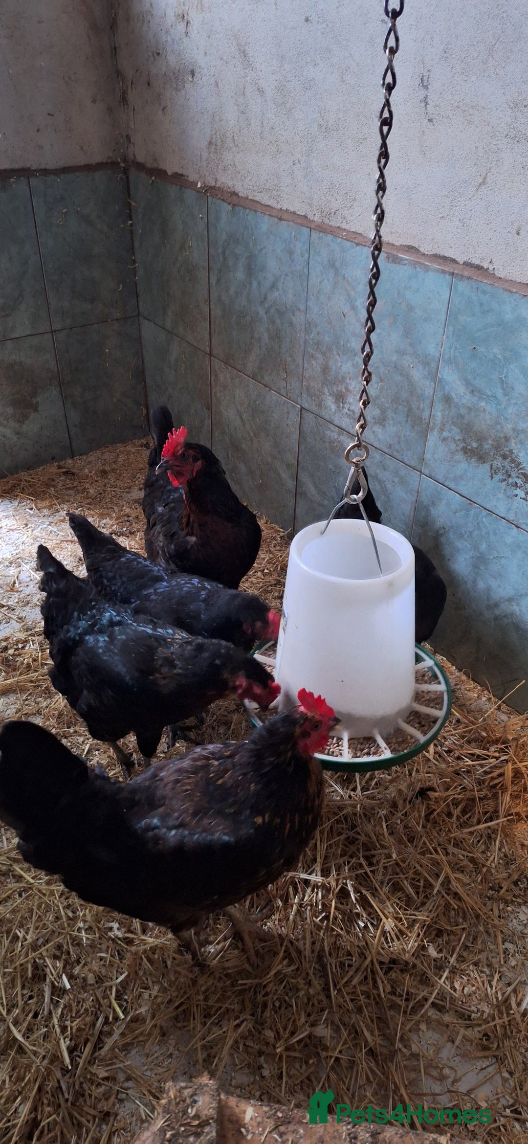 Chickens poultry for sale: Black Rock laying hens - Image 1