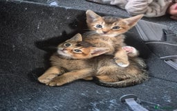 Abyssinian cats for sale: Abyssinian X Bengal Kittens - Image 3