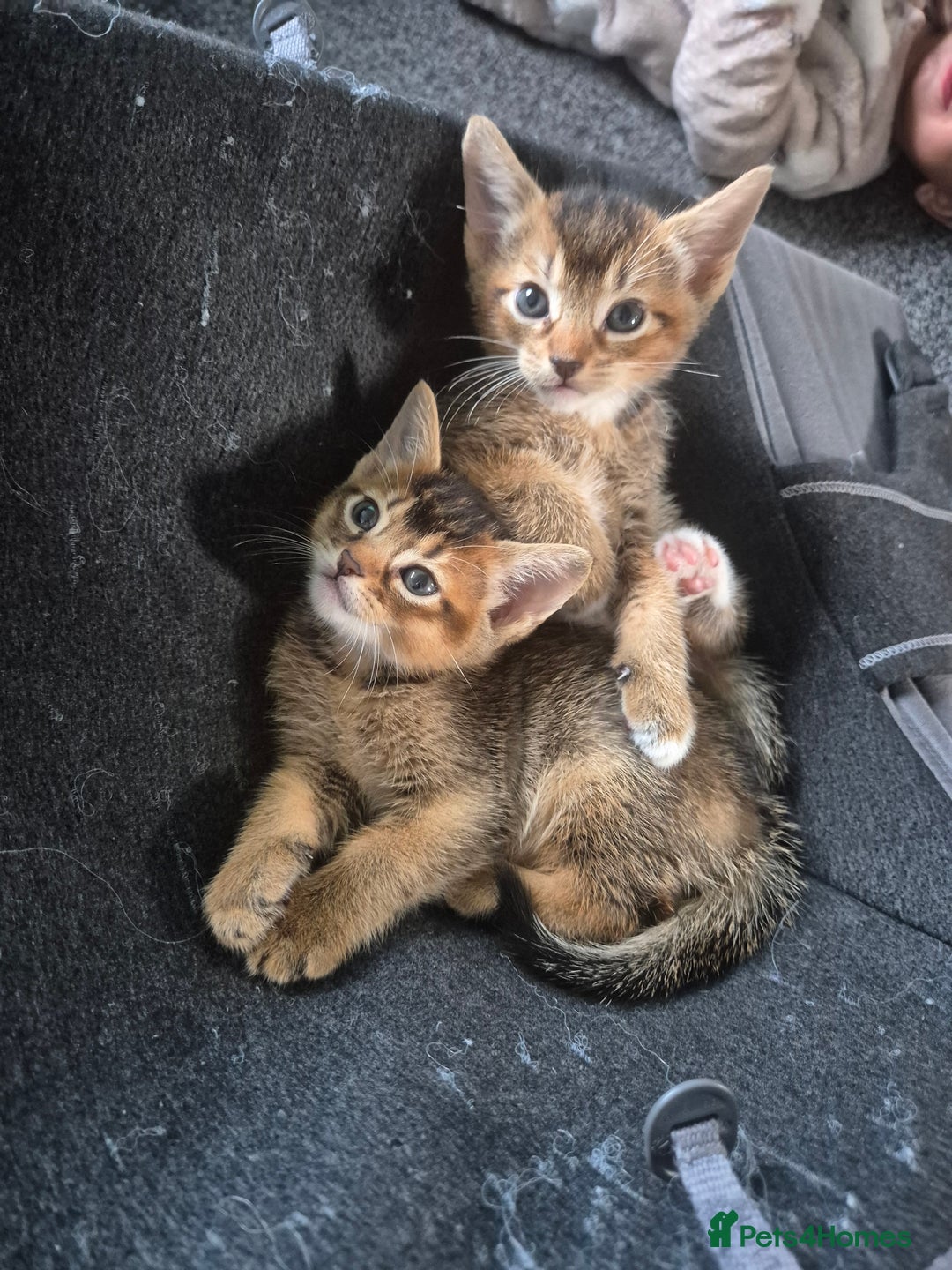Abyssinian cats for sale: Abyssinian X Bengal Kittens - Image 3