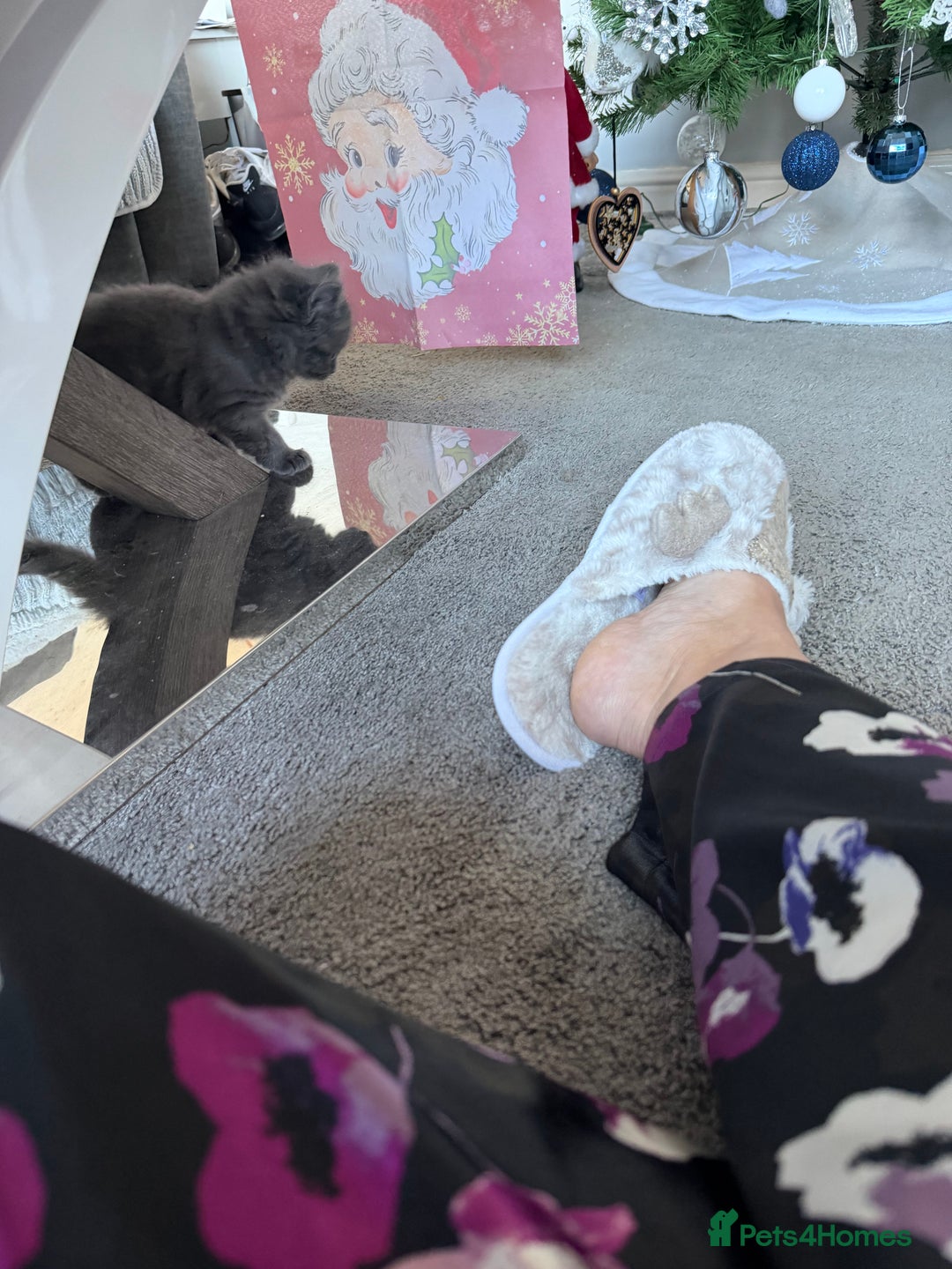 British Shorthair cats for sale: Two beautiful bi colour girls ready for new homes  - Advert 35