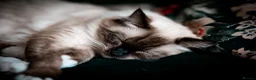 Ragdoll cats for sale: Male Ragdoll Cat Looking for a Loving New Home - Advert 4