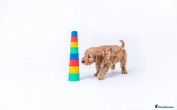 Mini Goldendoodle dogs for sale: F1 pups by POLICE dog trainer / Licensed breeder - Image 11