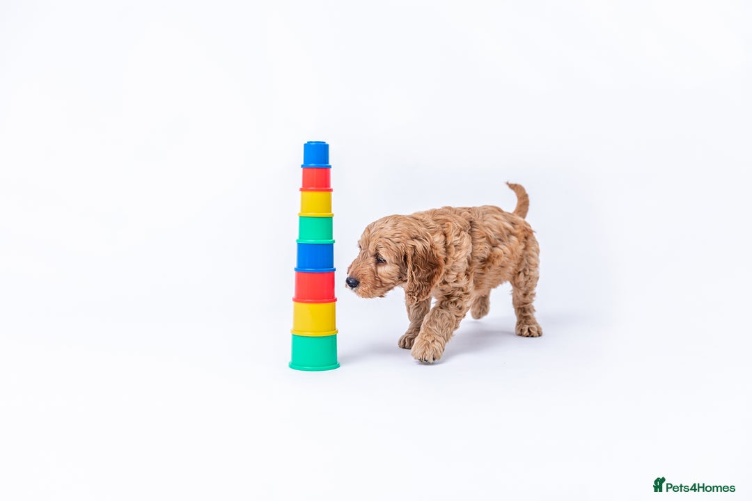 Mini Goldendoodle dogs for sale: F1 pups by POLICE dog trainer / Licensed breeder - Image 11