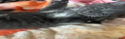 Mixed Breed cats for sale: 4 kittens all very different from each other  - Advert 22