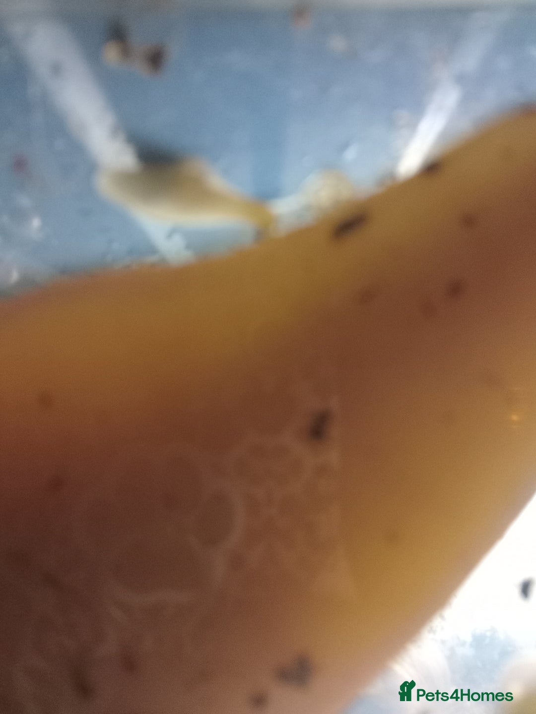 Snails invertebrates for sale: Albino giant African land snails- Fulica - Advert 20