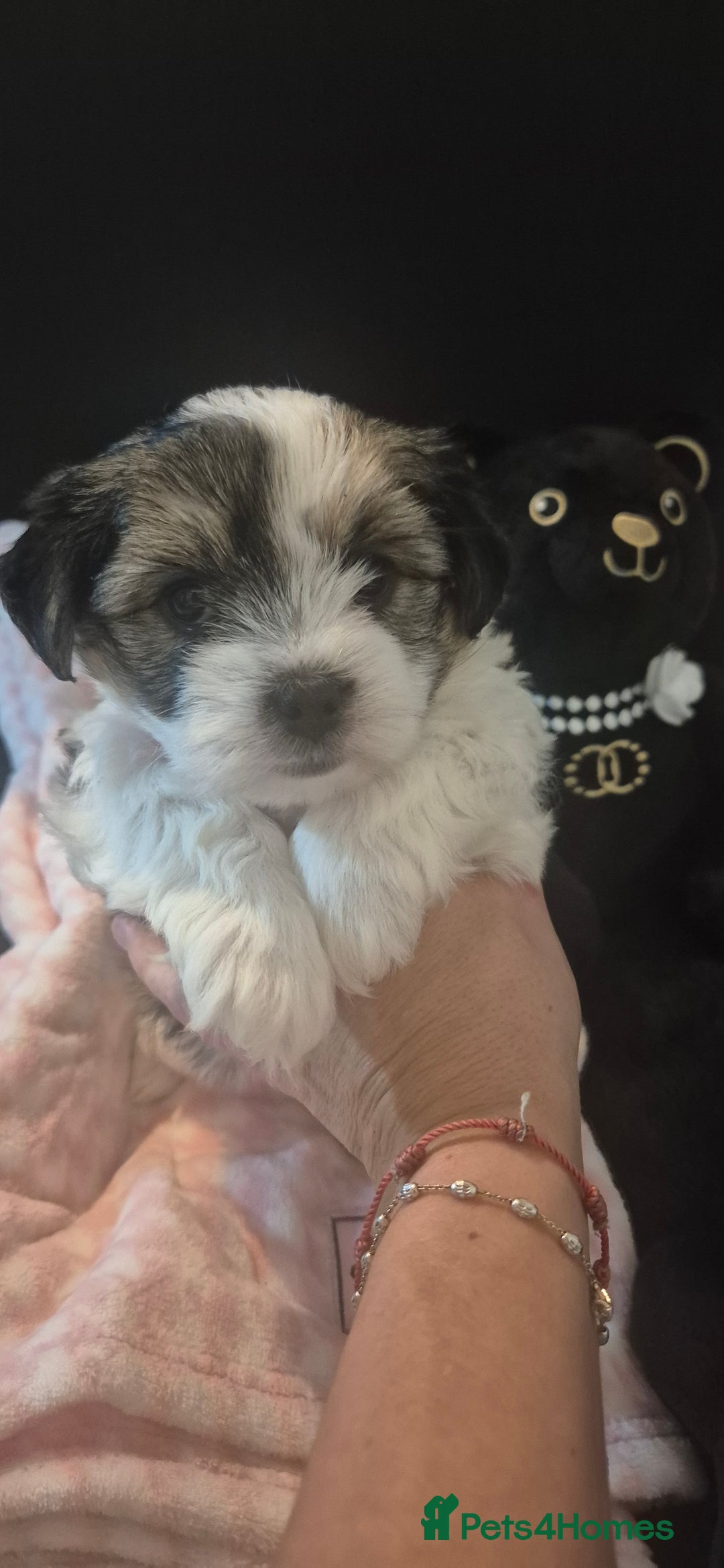 Yorkshire Terrier dogs for sale: Beautiful Biewer Yorkshire terrier puppies  - Advert 22