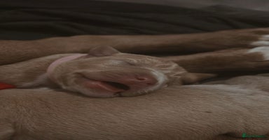 Staffordshire Bull Terrier dogs - Advert 1