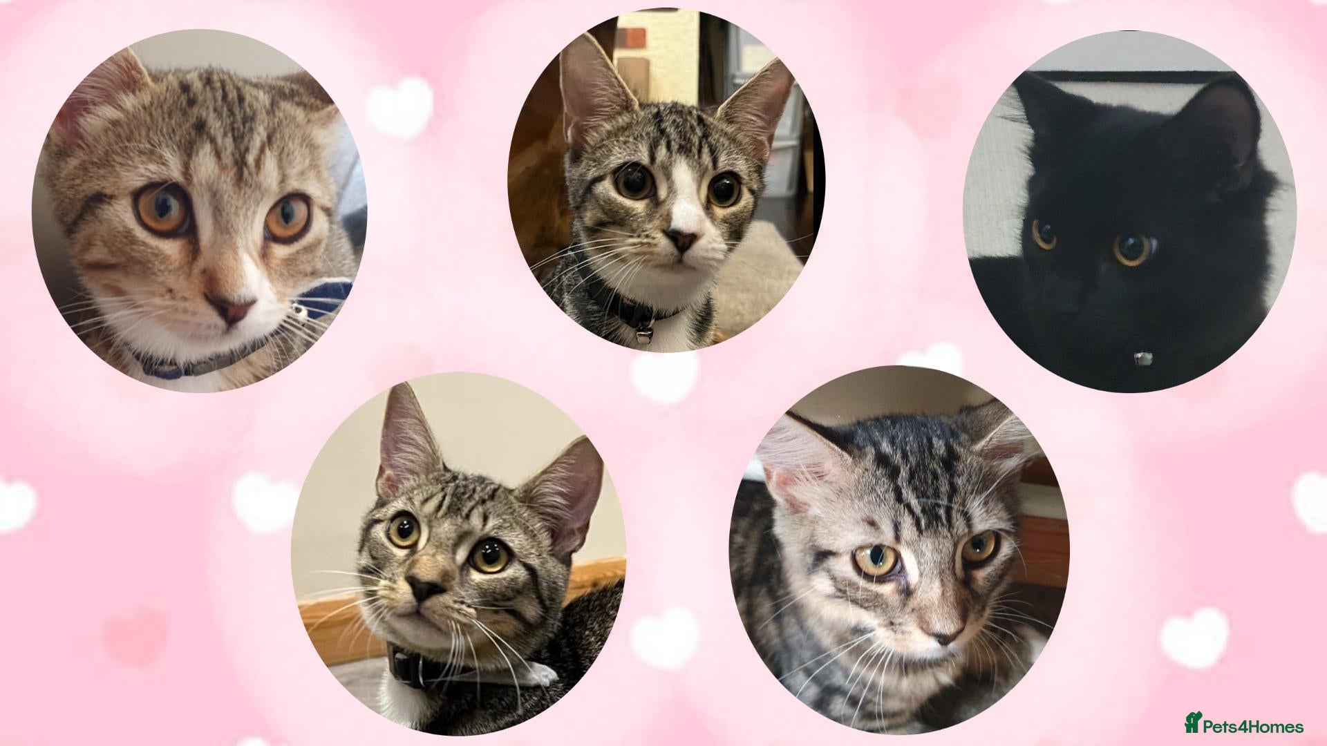 Mixed Breed cats Litter of 5 Kittens Mixed Breed - Advert 1