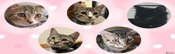 Mixed Breed cats for sale: Litter of 5 Kittens Mixed Breed in London - Advert 1