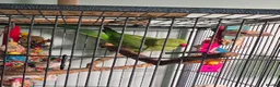 Ringnecks birds for sale: Female indian ringneck parrot in Newcastle - Advert 3