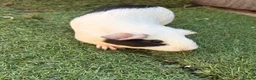 Guinea Pig rodents for sale: 2 beautiful black and white brother and sister  in Chigwell - Advert 3