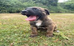 Belgian Shepherd Dog dogs for sale: Stunning Dutch Herder x Alano Español Pups  - Image 11