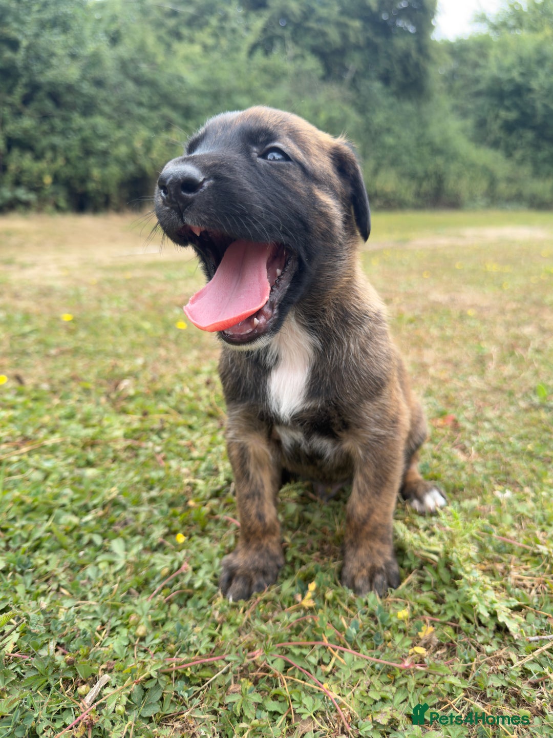 Belgian Shepherd Dog dogs for sale: Stunning Dutch Herder x Alano Español Pups  - Image 11