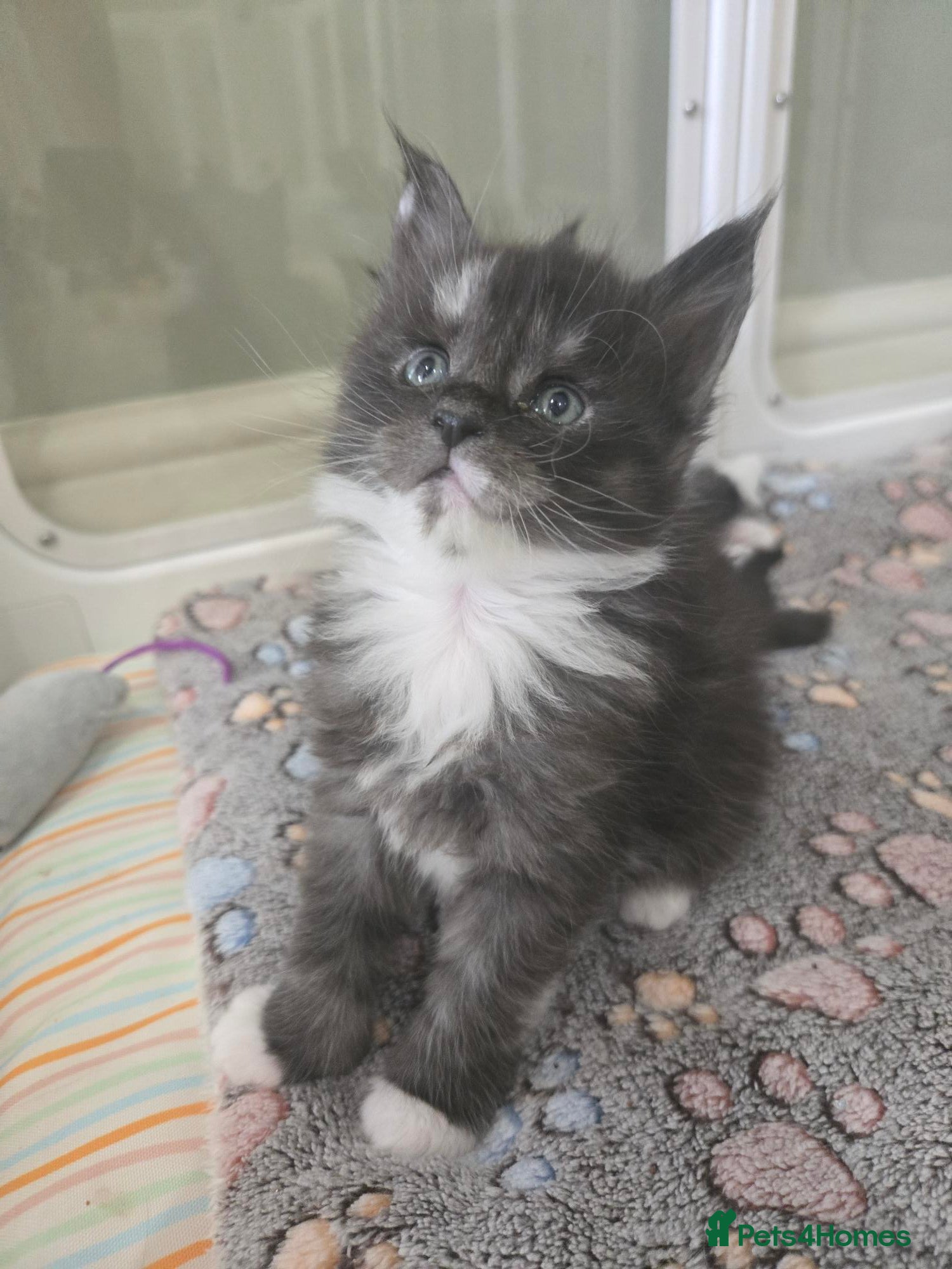 Maine Coon cats GCCF Registered Maine Coon Kittens  - Advert 2