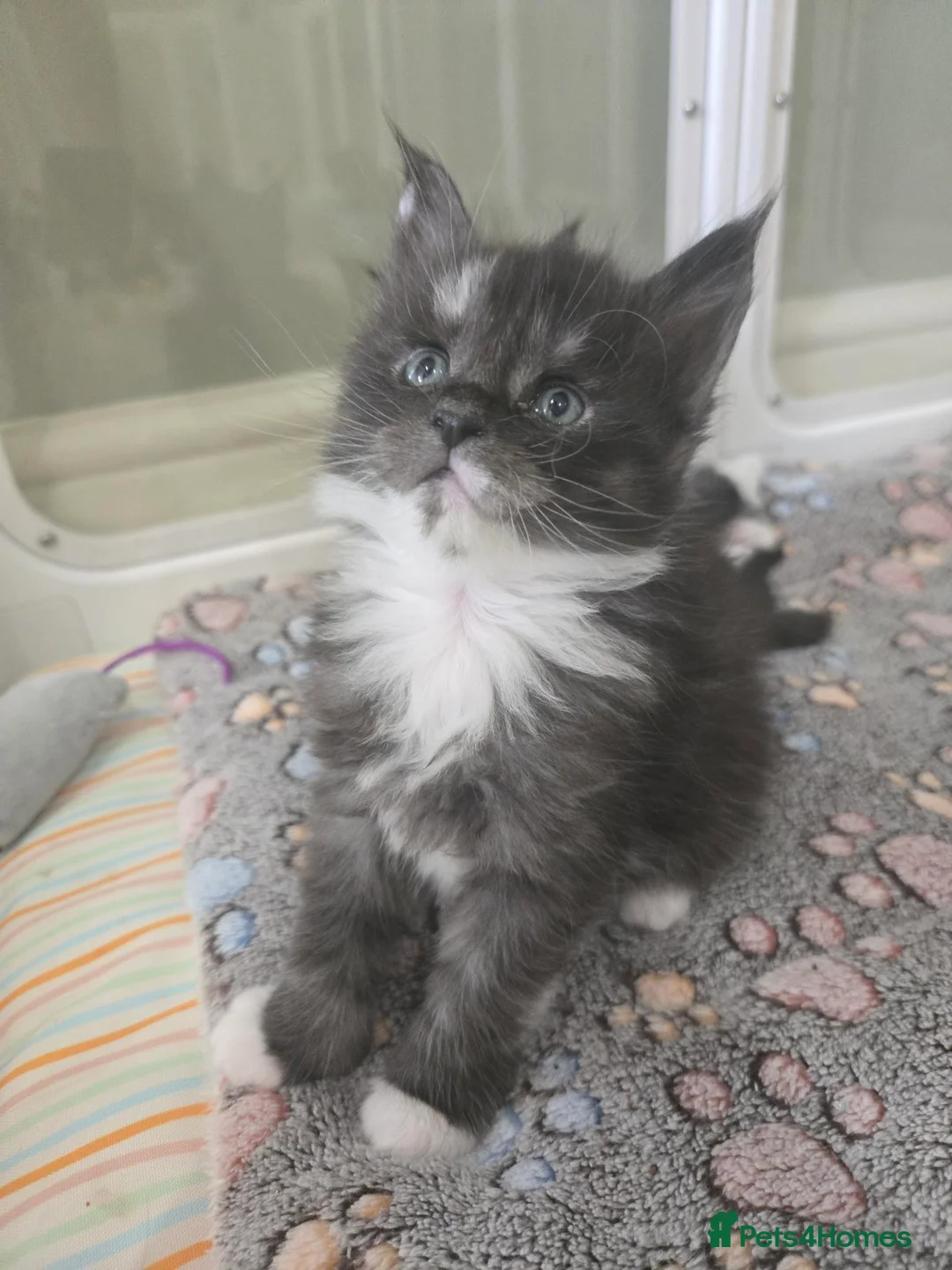 Maine Coon cats for sale: GCCF Registered Maine Coon Kittens  - Advert 1