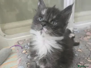 Maine Coon cats GCCF Registered Maine Coon Kittens - Advert 2