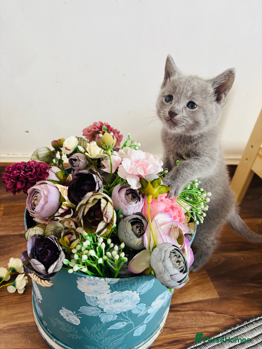 Russian Blue cats for sale: TICA pedigree Russian blue kittens 🐱  - Image 3