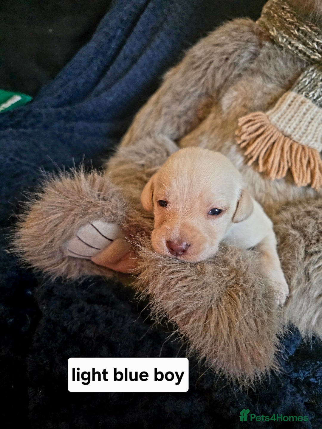 Labrador Retriever dogs for sale: Mr Neil Houston - Image 5