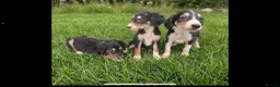 Saluki dogs for sale: Saluki puppy s  - Advert 3