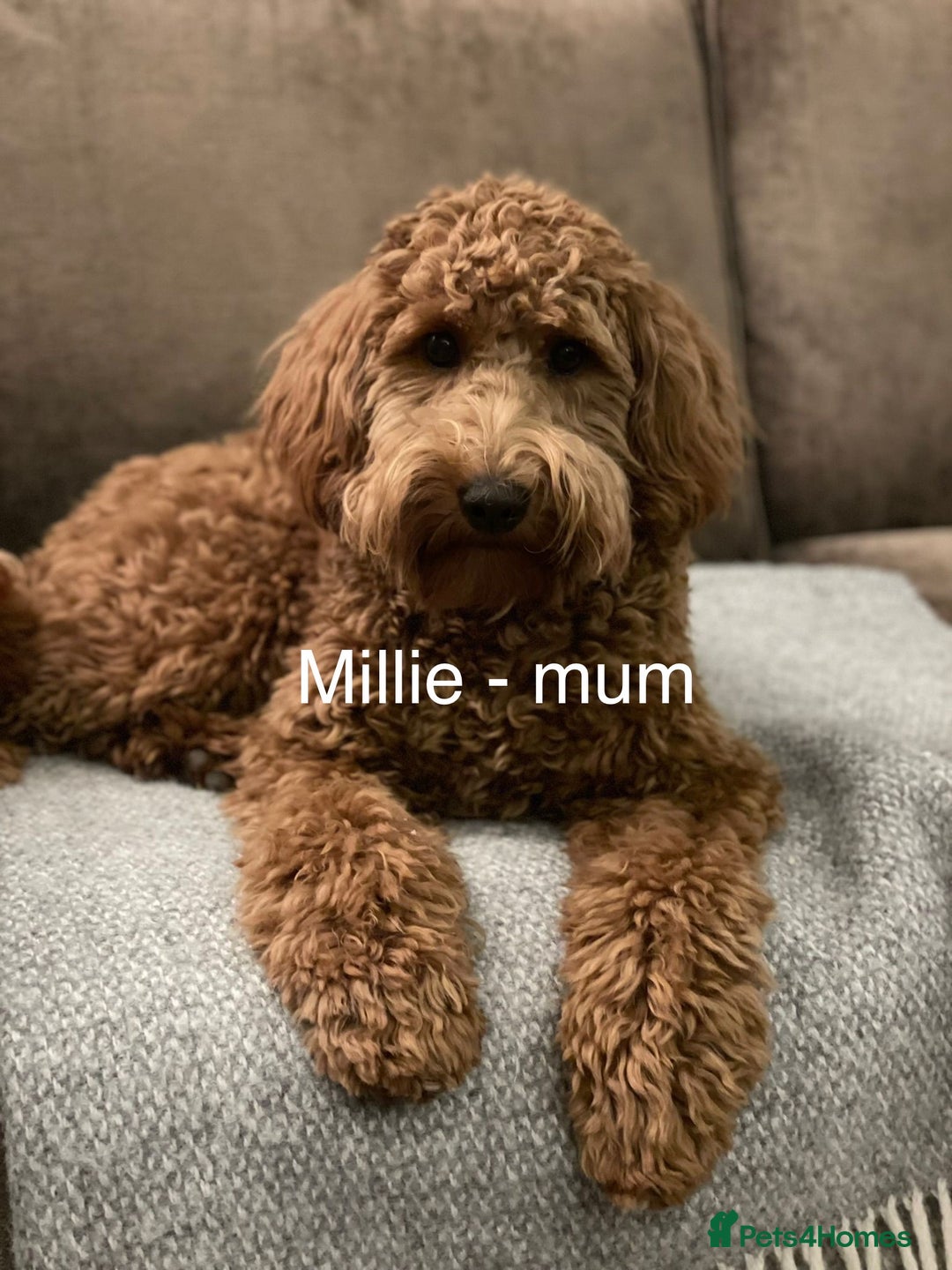 Mixed Breed dogs for sale: Beautiful Millie's Expecting DoubleDoodles - Advert 4